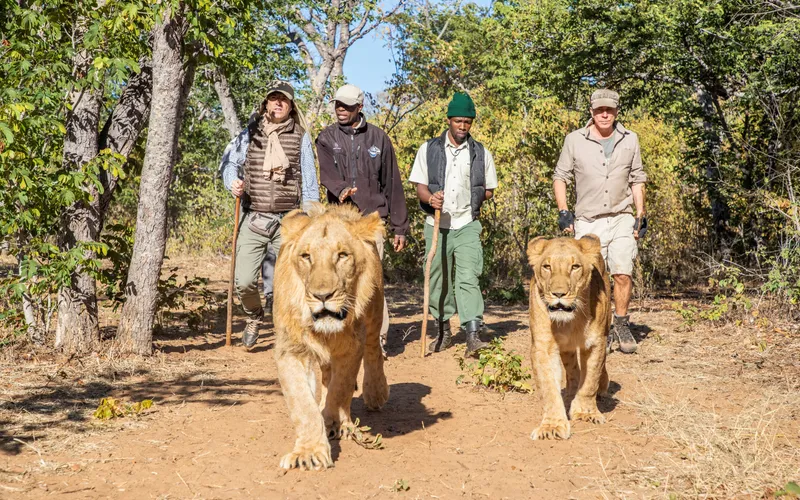 Two lions walking with a group of people and their handler